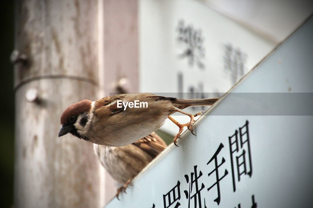 Close-up of bird perching on wall