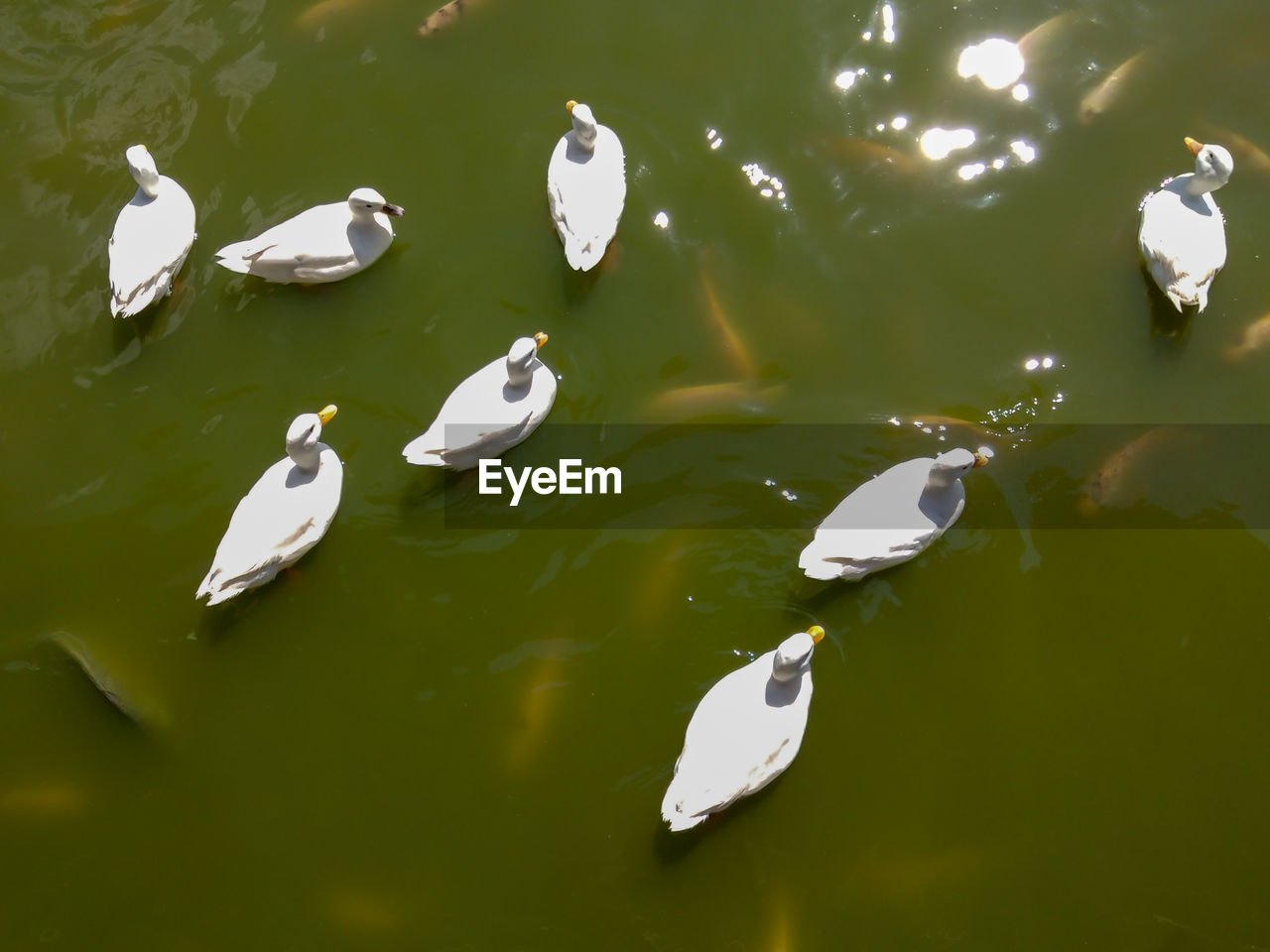 HIGH ANGLE VIEW OF SWANS FLOATING ON LAKE