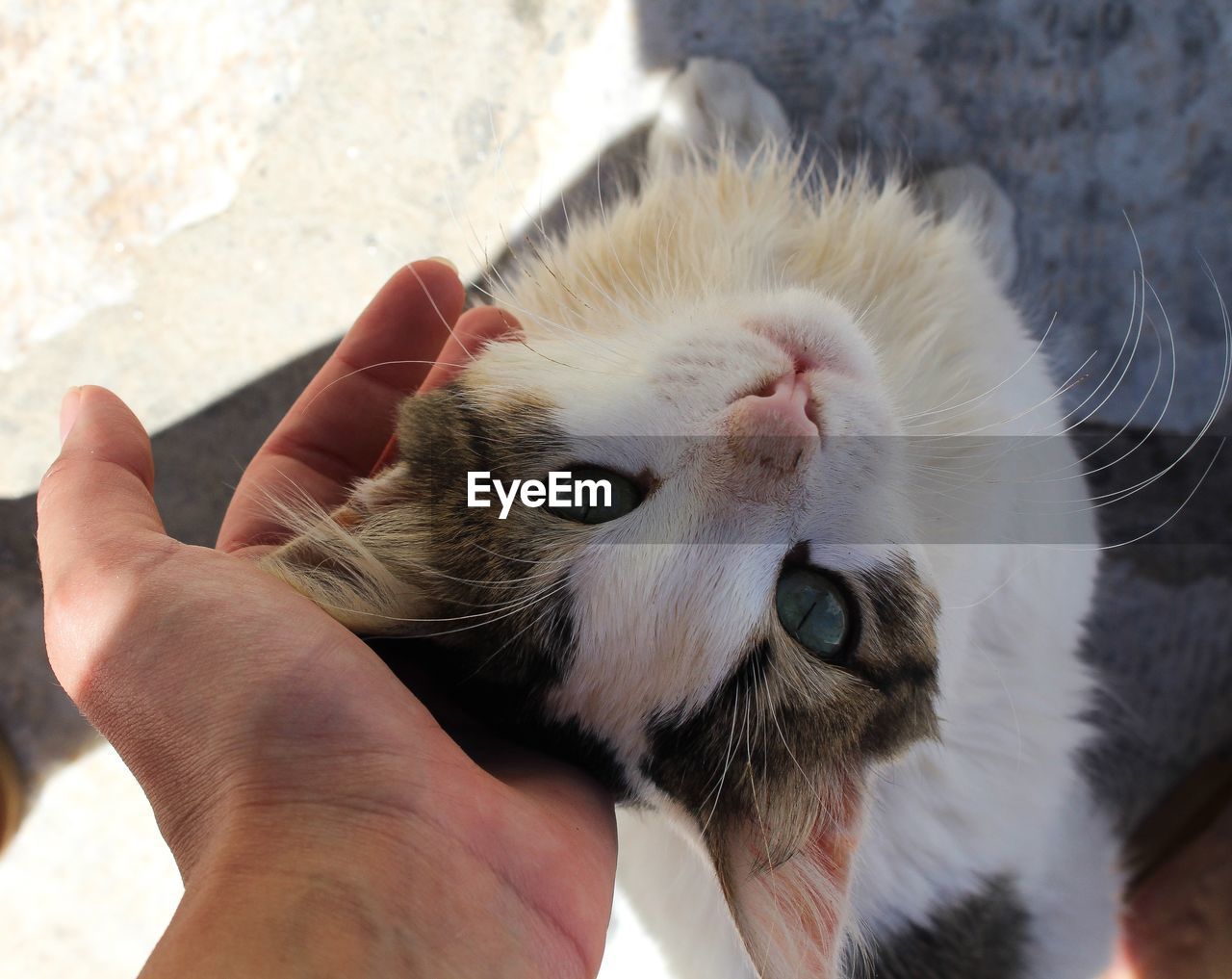 CLOSE-UP OF HAND HOLDING CAT WITH SHADOW