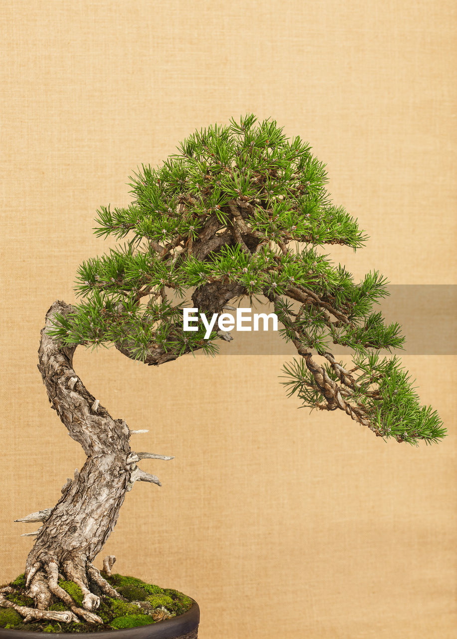 Elegant japanese bonsai placed on an antique yellow fabric background