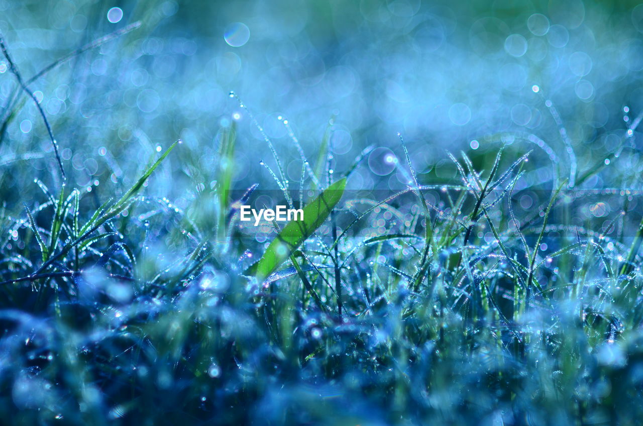 Raindrops on grass