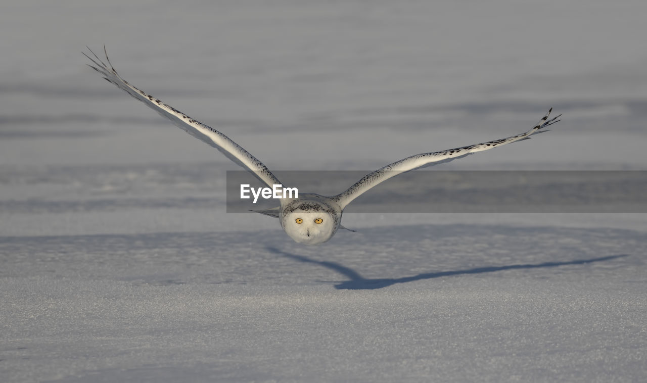 animal, animal themes, one animal, animal wildlife, animals in the wild, vertebrate, bird, flying, spread wings, nature, no people, day, focus on foreground, outdoors, mid-air, beauty in nature, selective focus, looking at camera, animal body part, front view