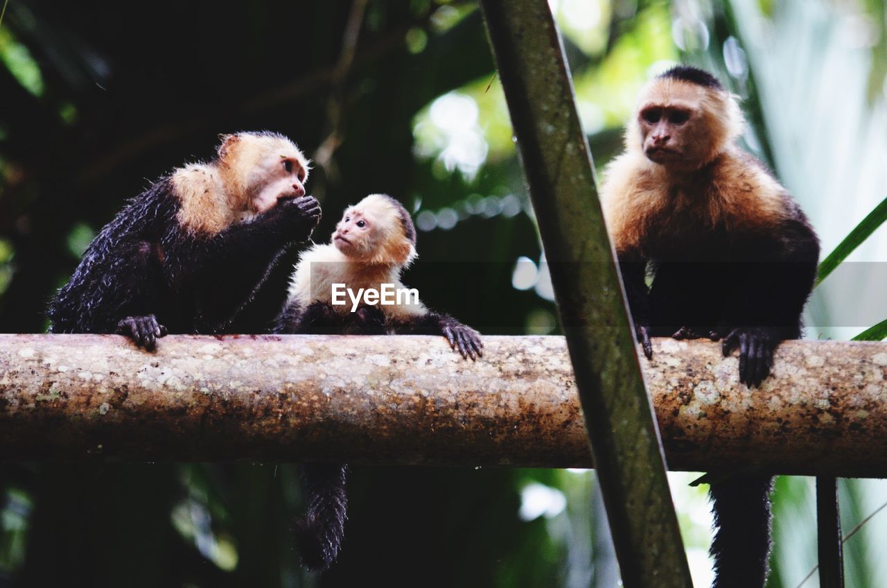 Low angle view of capuchin monkeys on tree in forest