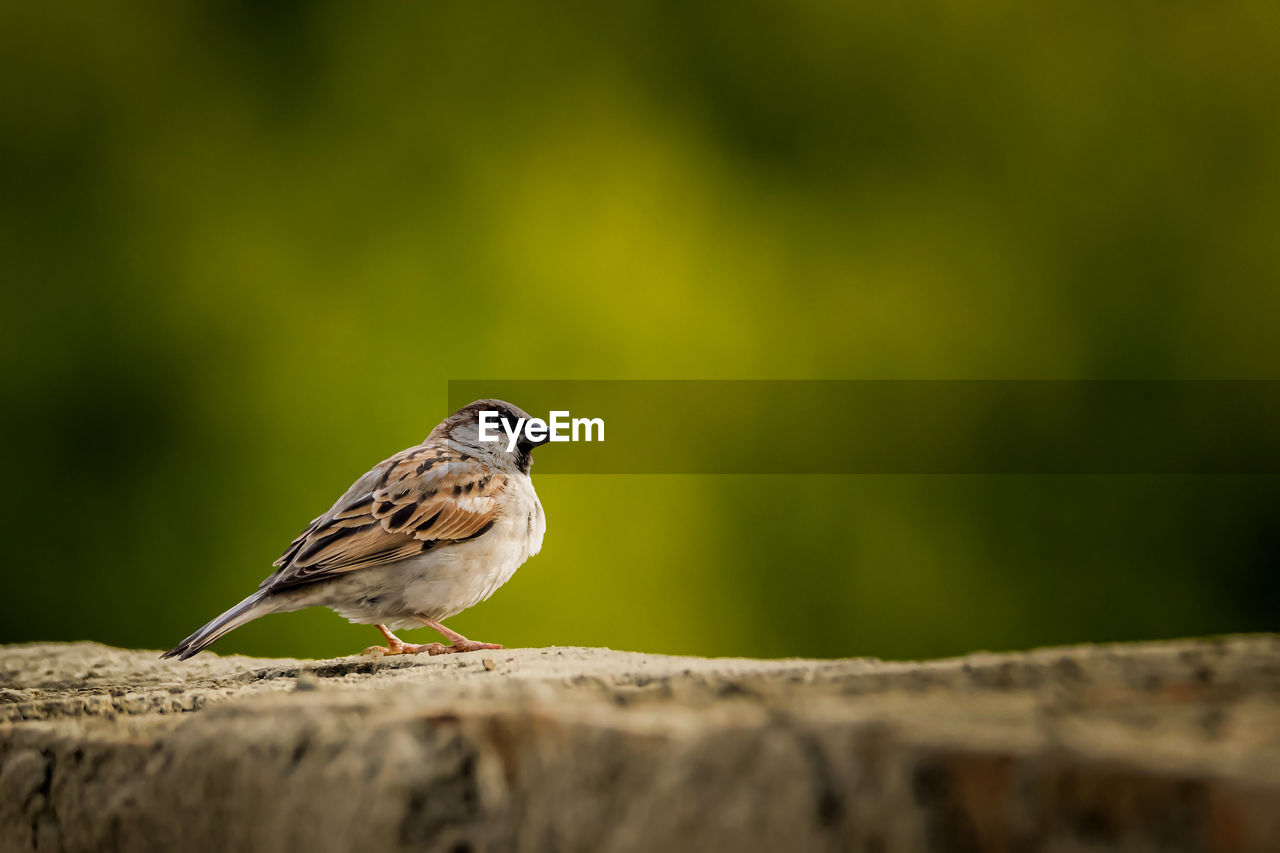 animal themes, animal, animal wildlife, bird, nature, one animal, wildlife, perching, surface level, songbird, selective focus, close-up, sunbeam, focus on foreground, beak, wood, full length, side view, branch, copy space, multi colored, grass, sparrow, no people, tree trunk, sitting, tree, pattern, beauty in nature, meadow, day, trunk, sunlight, field, plain, plant, colored background, sunny, emergence, outdoors, landscape, portrait, insect, rock, outdoor pursuit, green background, standing, environment, springtime, motion, agriculture, robin, cut out, orange color, looking at camera, house sparrow, crop, macro photography, food and drink, activity, green
