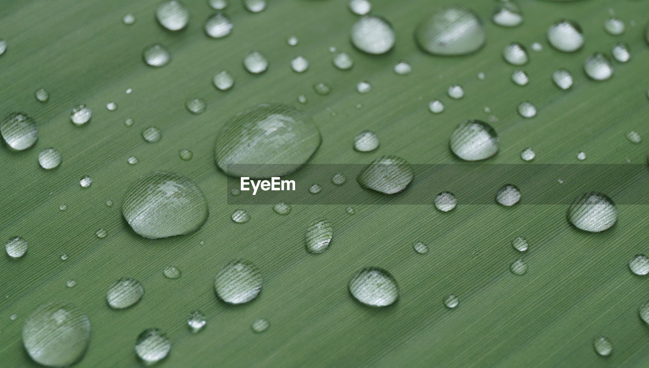 Close-up of raindrops on green leaves