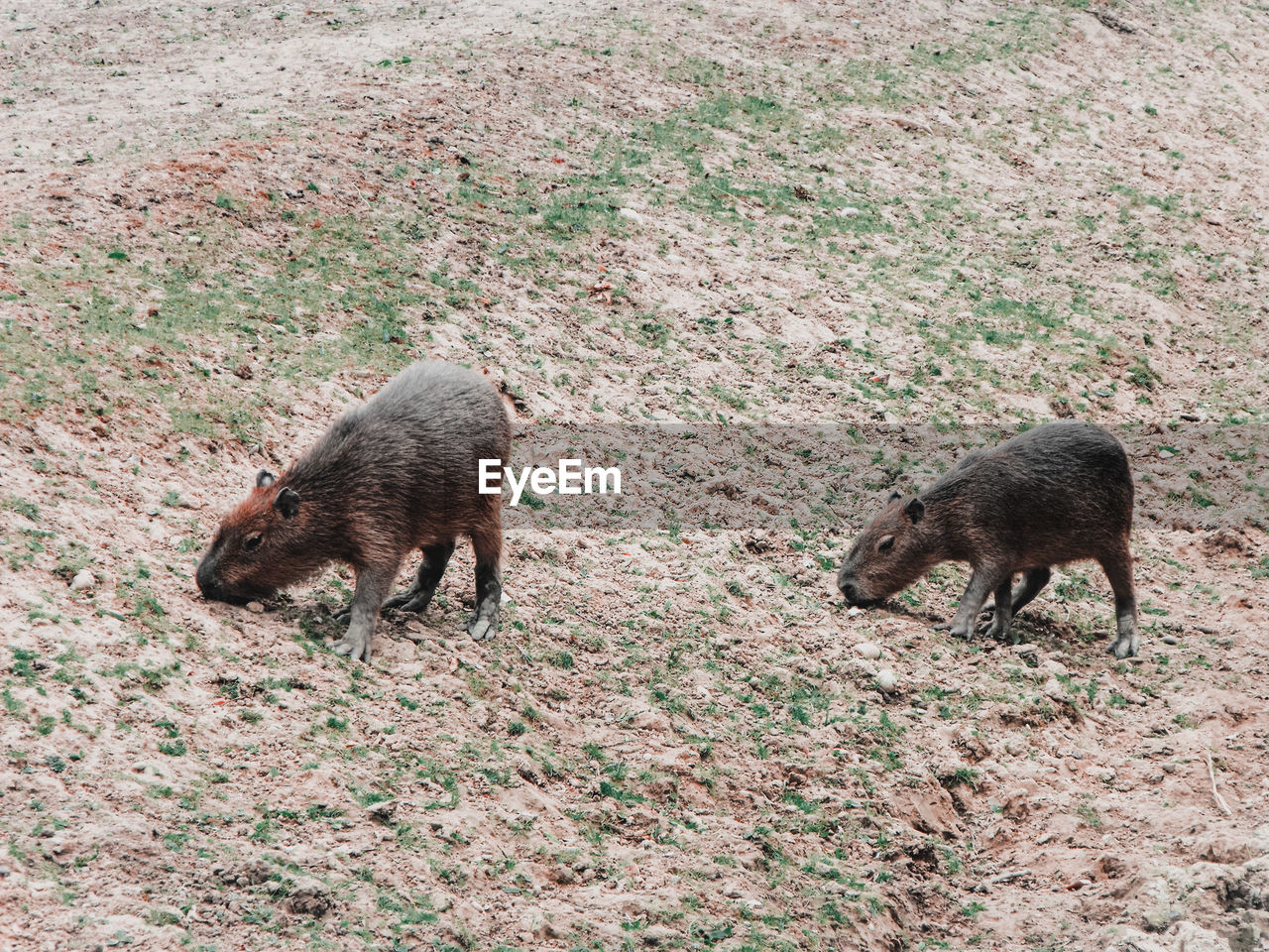 High angle view of capybaras on field