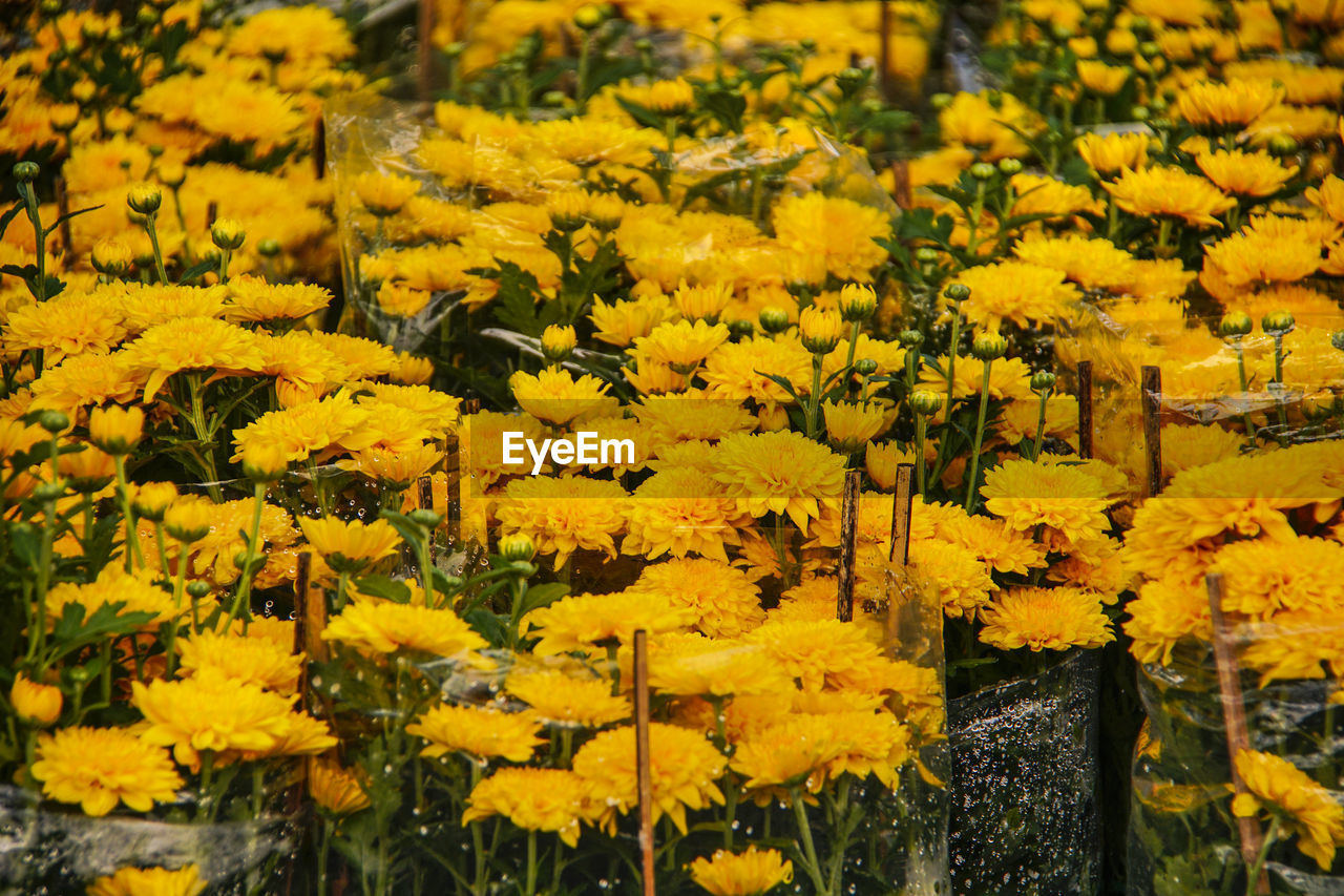 CLOSE-UP OF YELLOW FLOWERING PLANT