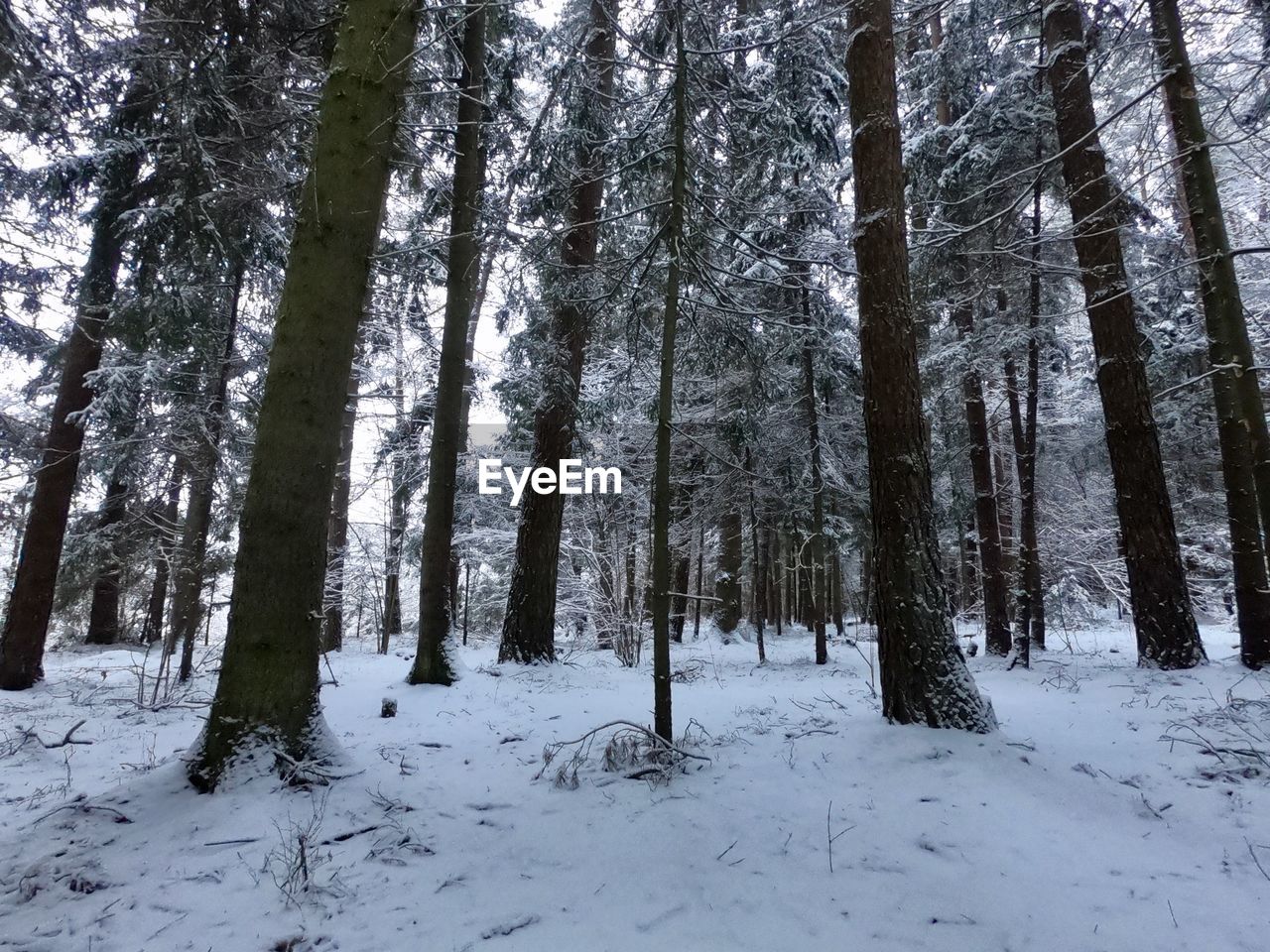 Trees on snow covered field in forest