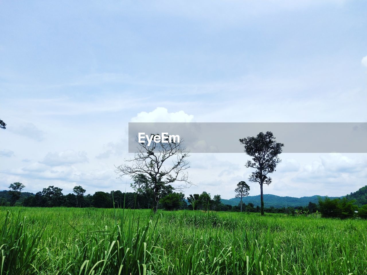 PLANTS GROWING ON FIELD AGAINST SKY
