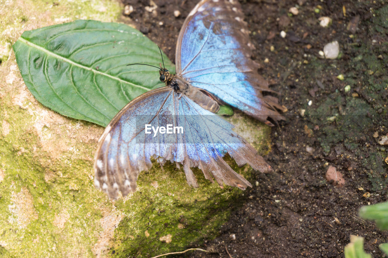 CLOSE-UP OF BUTTERFLY ON LEAF