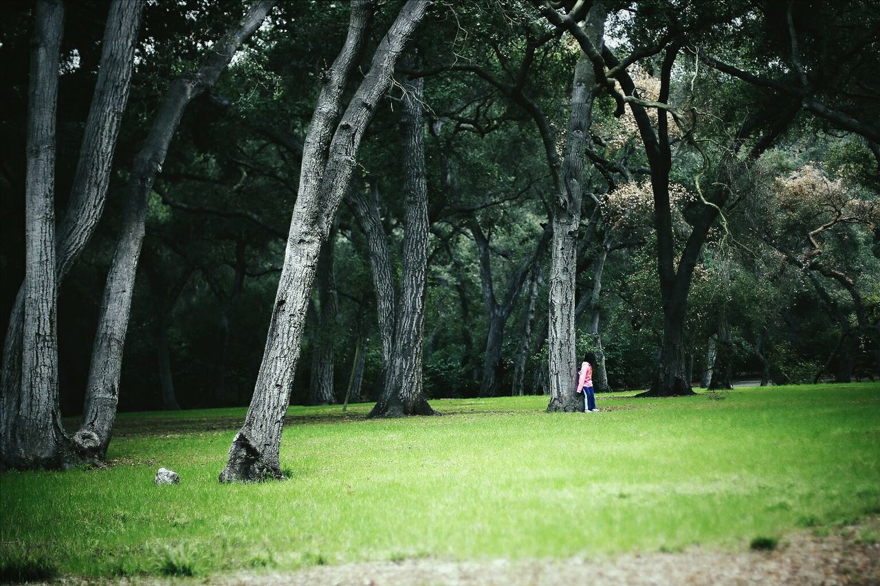 TREES ON GRASSY FIELD