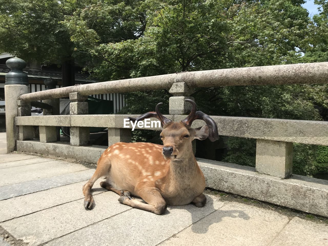VIEW OF DEER SITTING AGAINST TREES