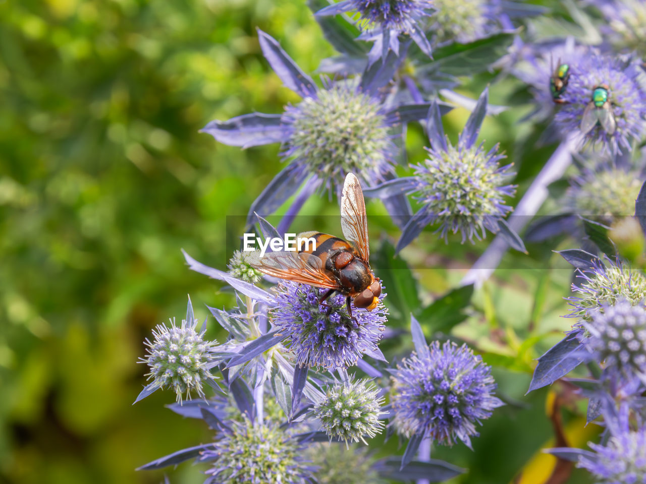 flower, flowering plant, plant, animal themes, animal wildlife, beauty in nature, animal, insect, freshness, purple, wildlife, one animal, nature, close-up, fragility, flower head, wildflower, meadow, bee, no people, petal, growth, pollination, honey bee, focus on foreground, thistle, food, macro photography, outdoors, botany, inflorescence, summer, macro, herb, day, animal wing, springtime, eating