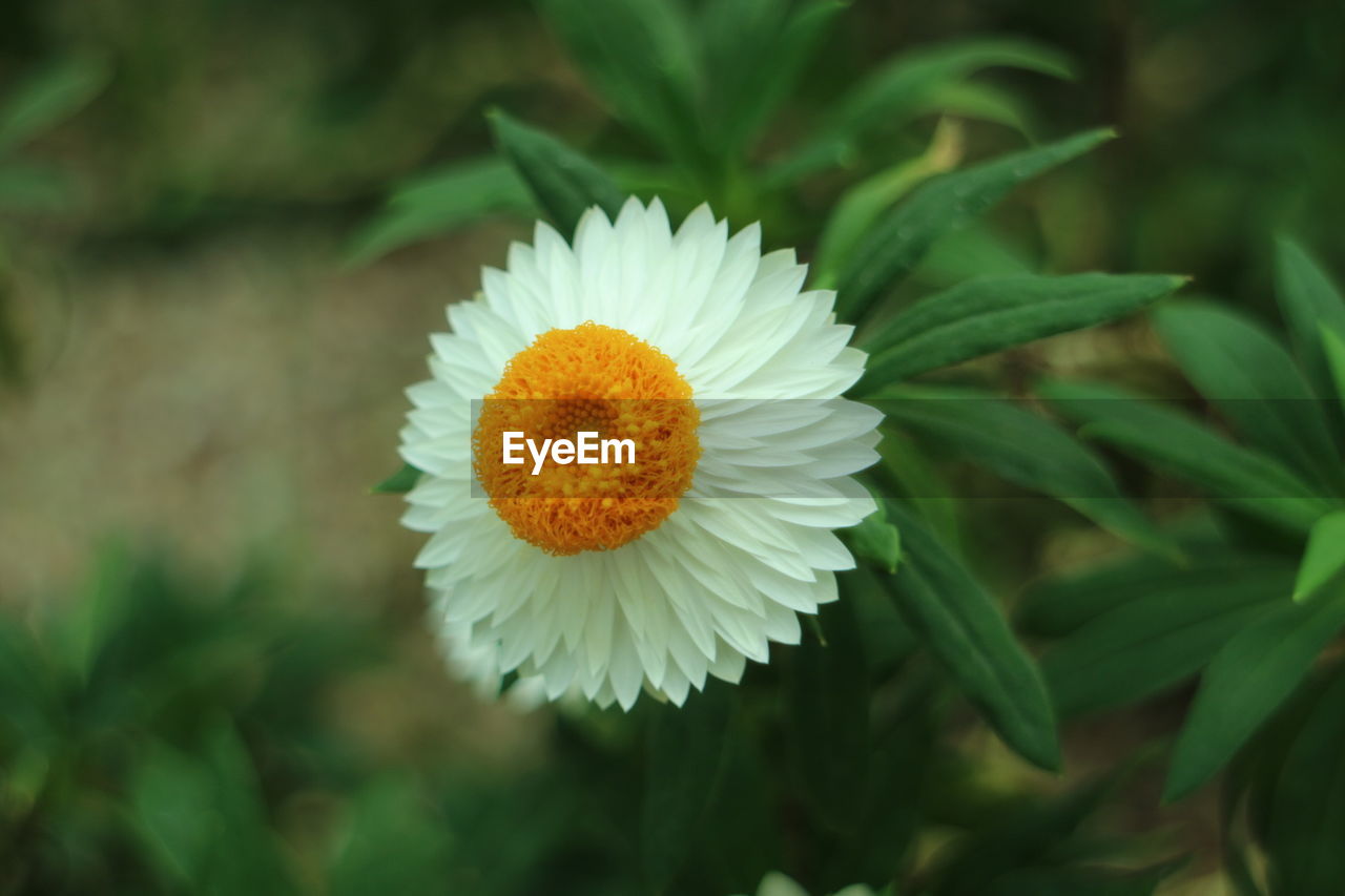 Close-up of flower blooming outdoors