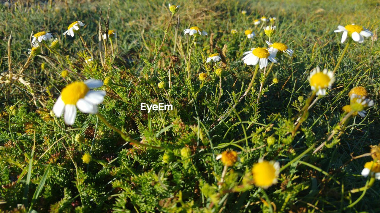 Close-up of yellow flowers blooming on field