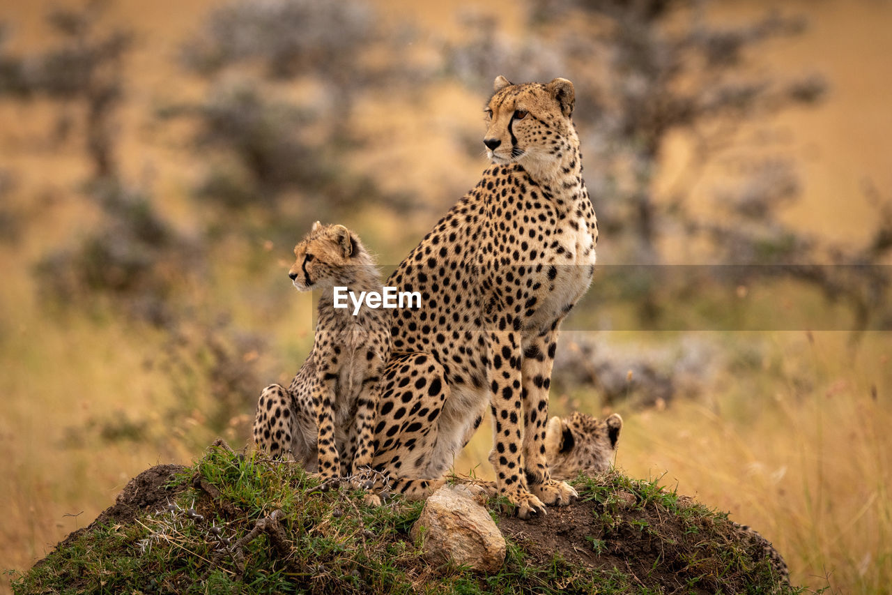 Family of cheetah standing on field