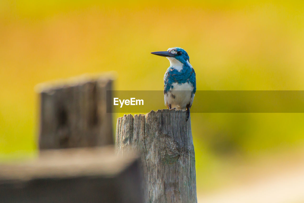 bird, animal themes, animal, animal wildlife, yellow, perching, wildlife, one animal, wood, blue, beak, post, close-up, wooden post, nature, no people, day, outdoors, focus on foreground, fence, selective focus, beauty in nature, full length