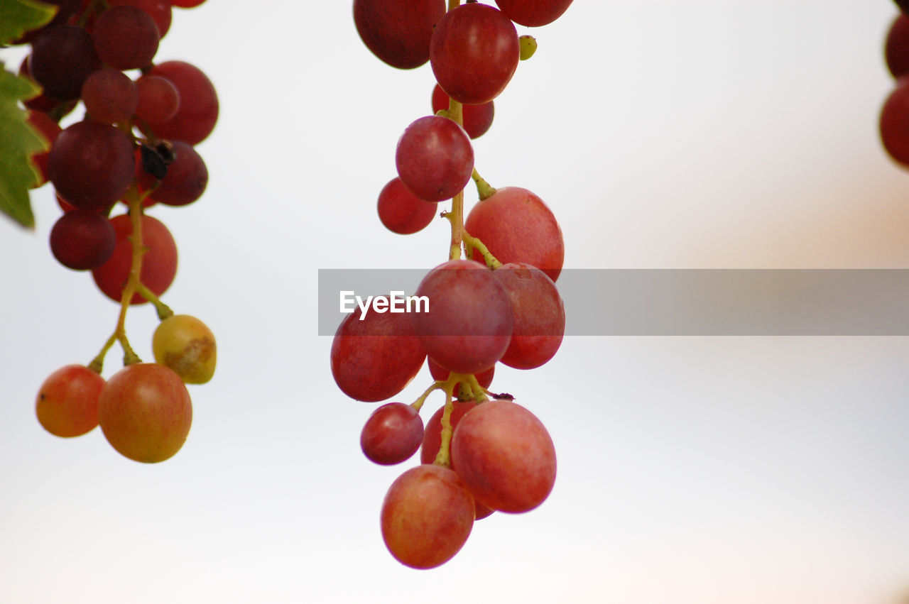 LOW ANGLE VIEW OF BERRIES ON TREE