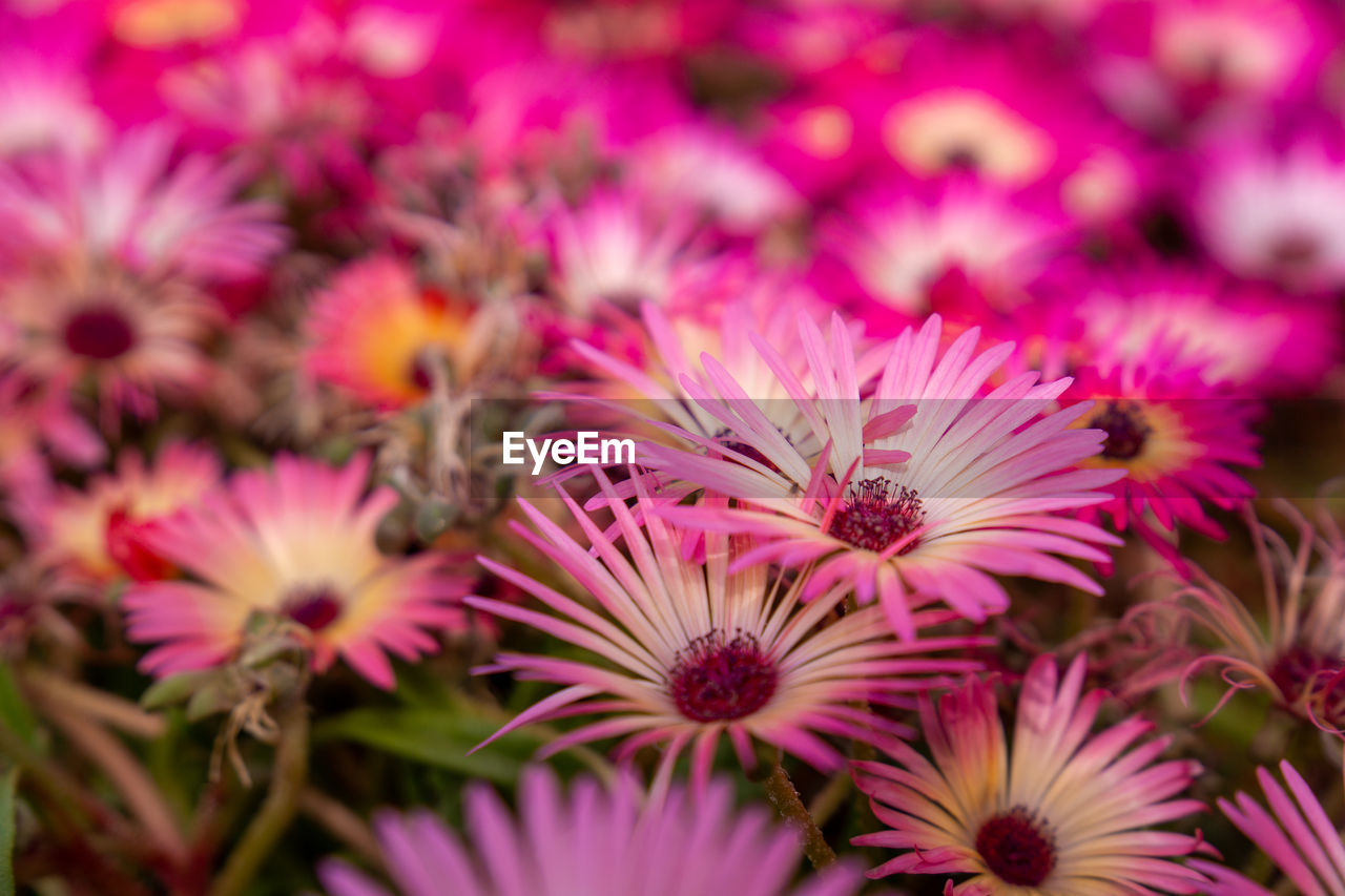 flower, flowering plant, plant, freshness, beauty in nature, close-up, petal, pink, macro photography, flower head, nature, ice plant, fragility, growth, inflorescence, no people, purple, selective focus, pollen, outdoors, daisy, focus on foreground, botany, magenta, blossom