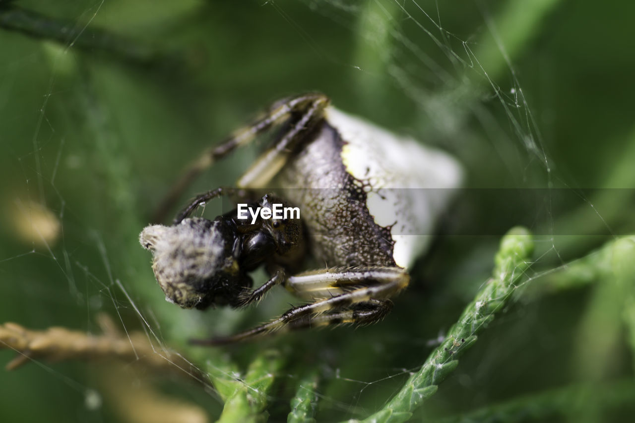 CLOSE-UP OF SPIDER ON LEAF