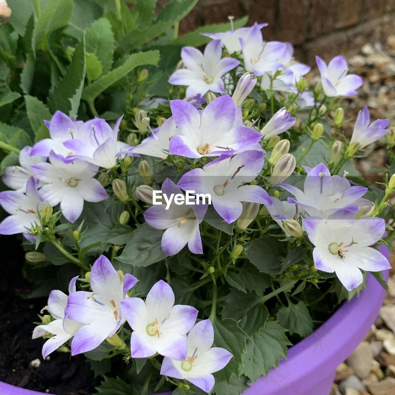 CLOSE-UP OF PURPLE FLOWERS