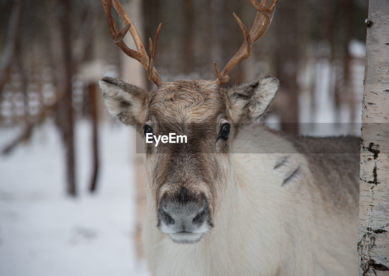 Close-up portrait of deer in snow in rovaniemi, finland