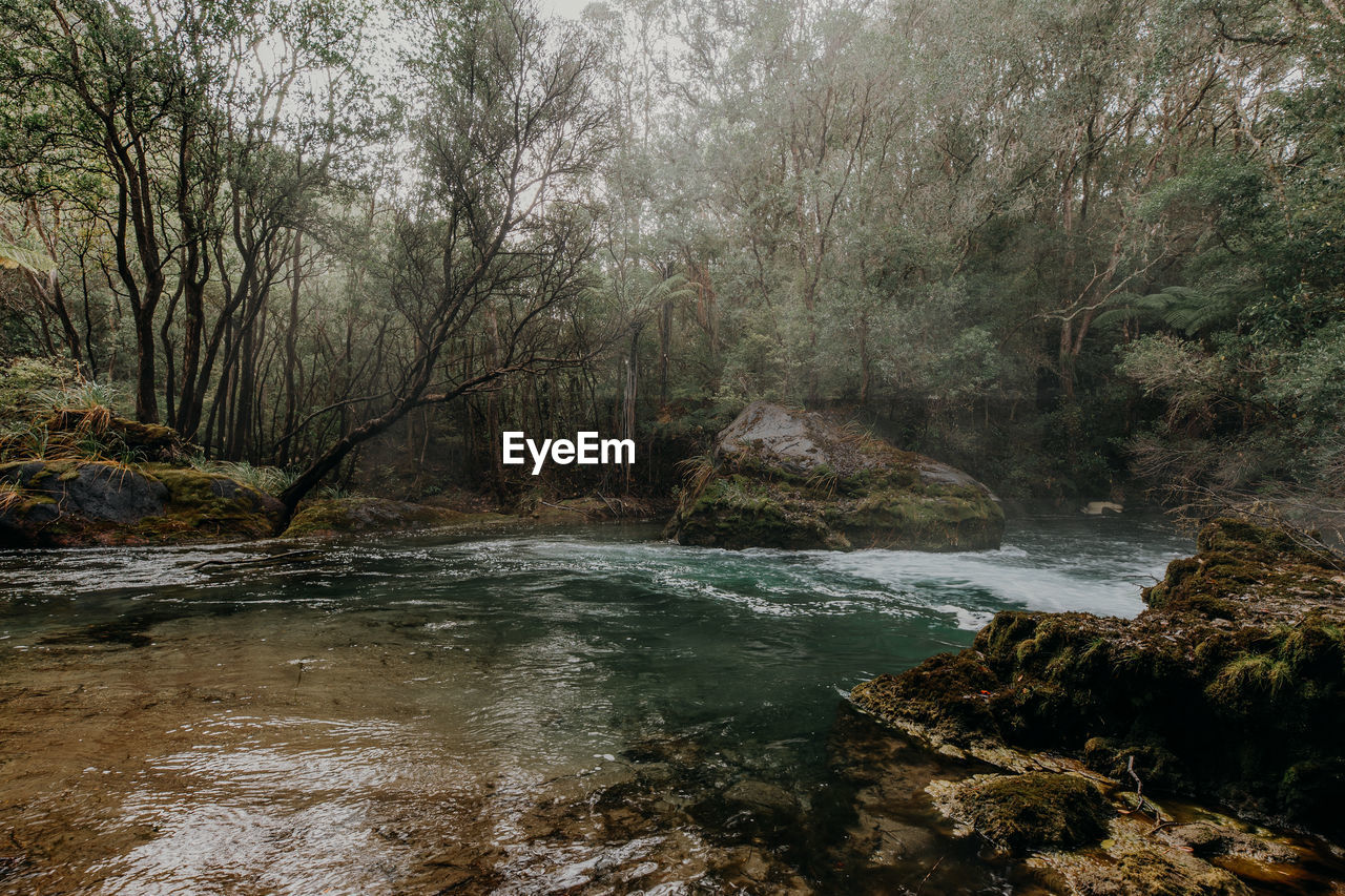 RIVER FLOWING AMIDST TREES IN FOREST