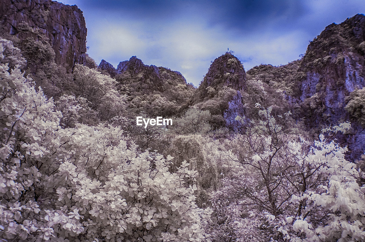 Low angle view of cherry blossoms against sky