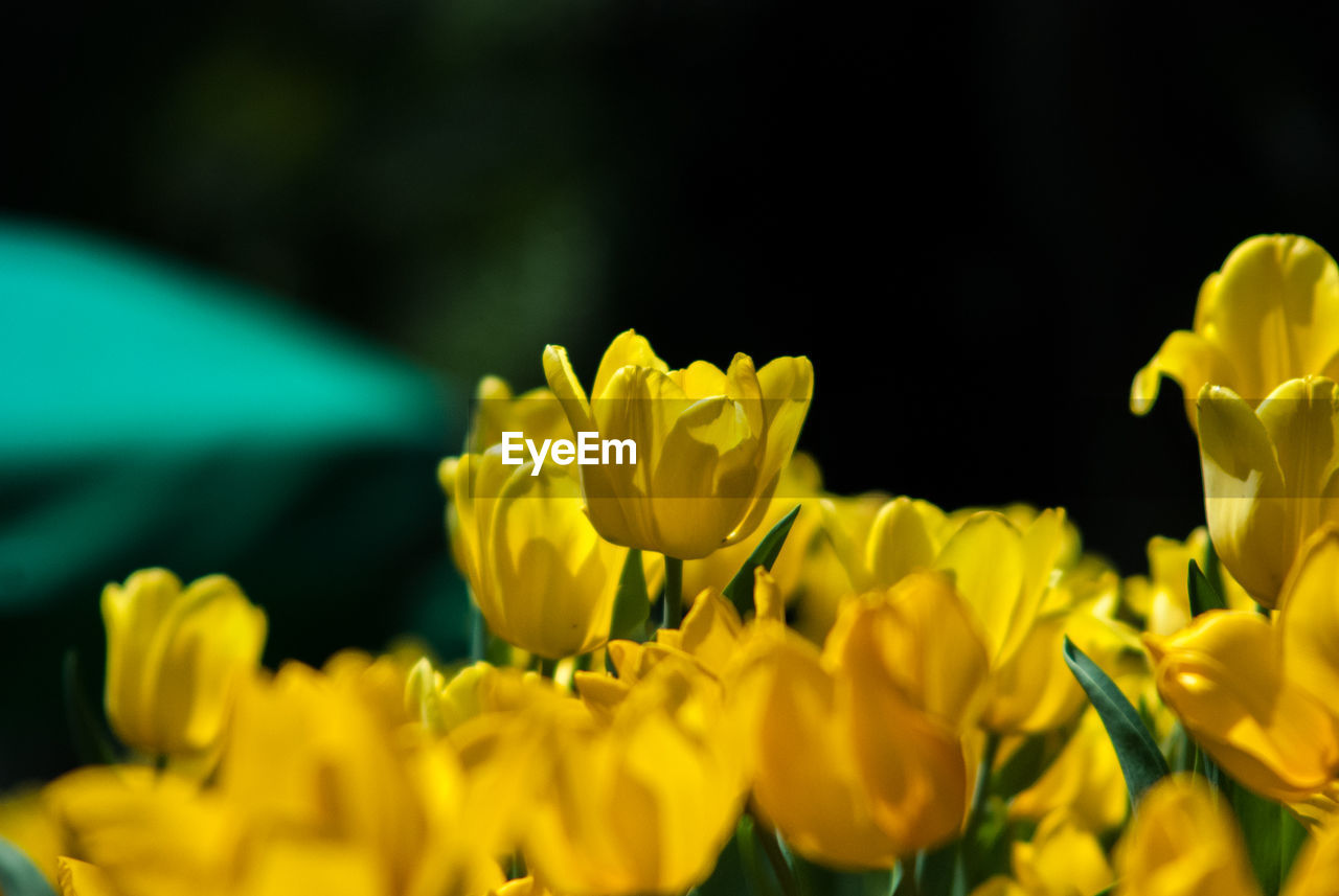 CLOSE-UP OF YELLOW FLOWER BLOOMING IN FIELD