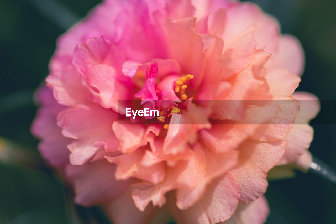 CLOSE UP OF PINK ROSE