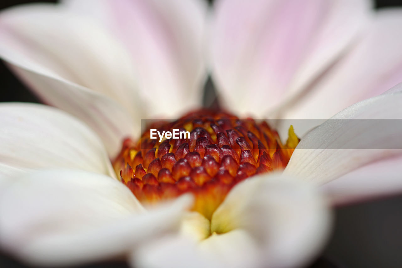 Close-up of white rose flower