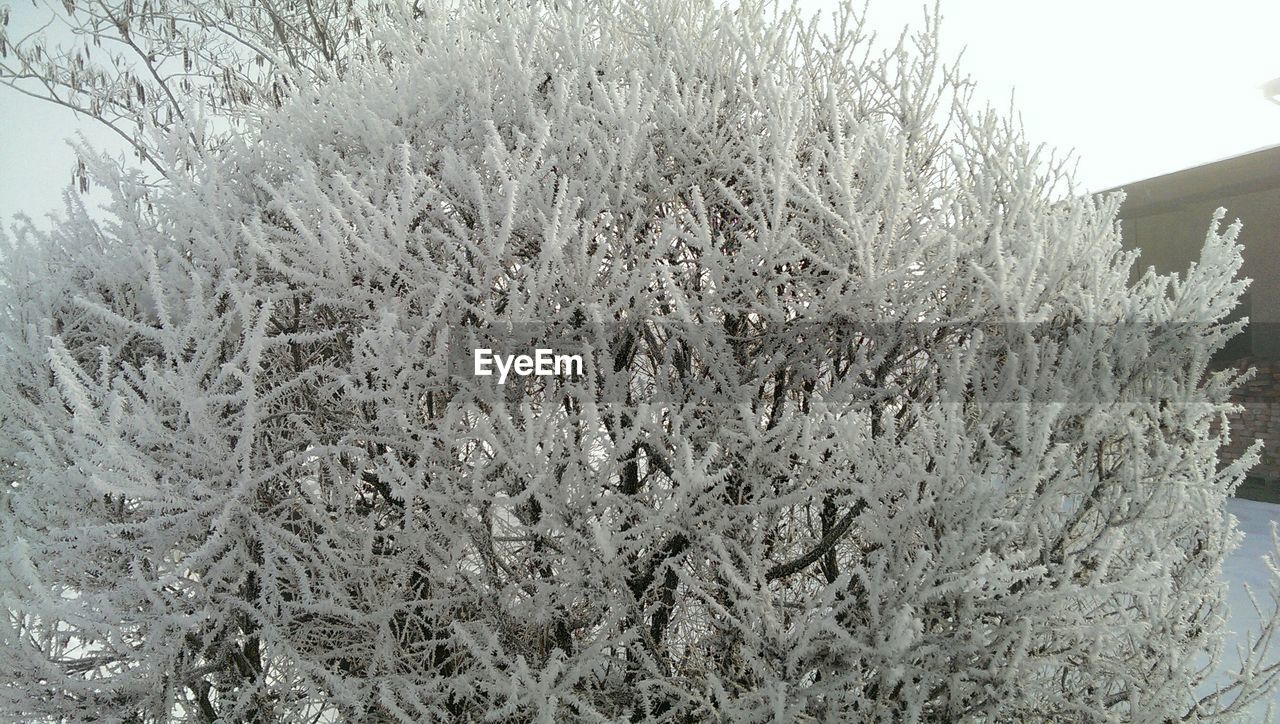 Close-up of frozen tree in yard