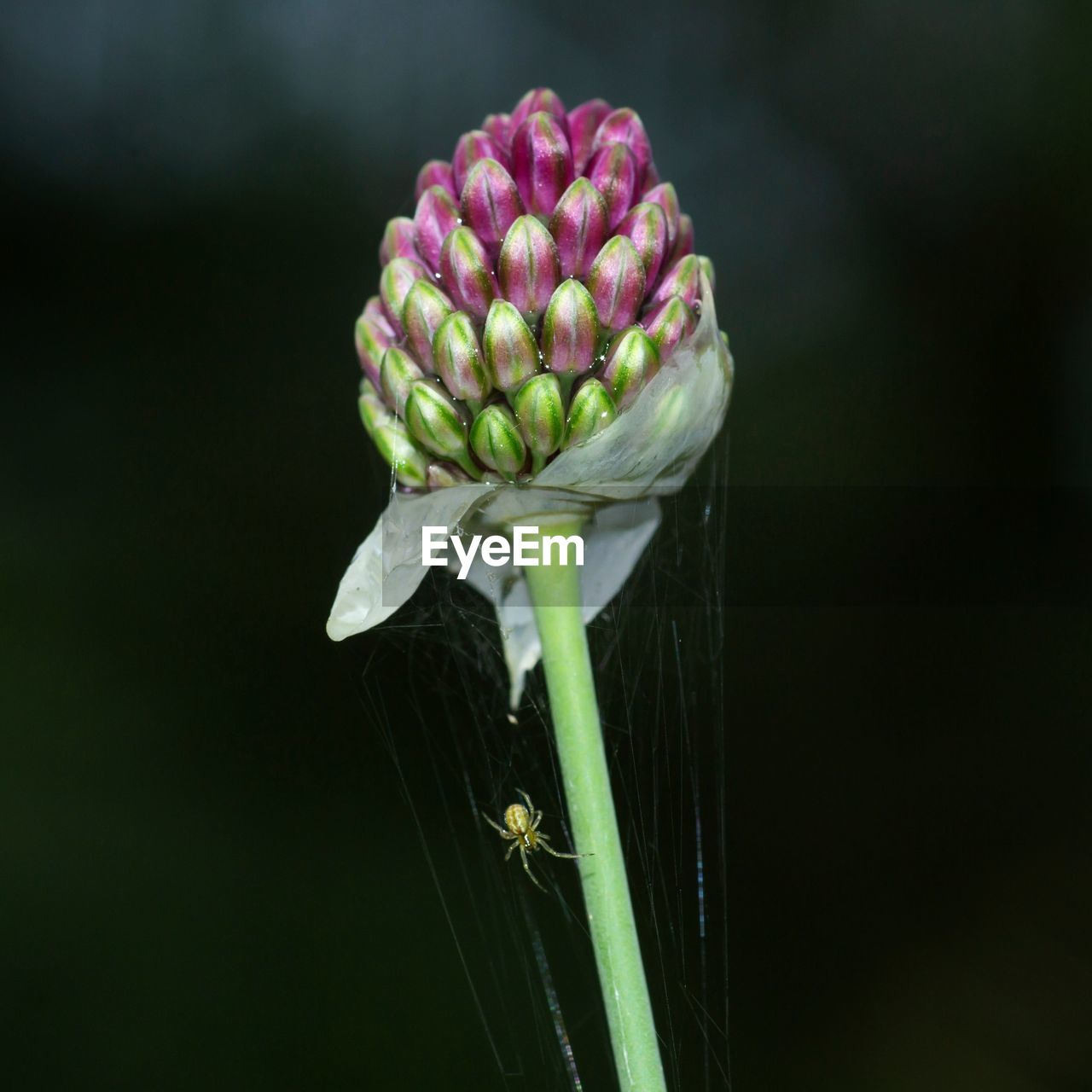 Closeup of ball-head onion wildflower, allium sphaerocephalon, with a spider hanging on its web