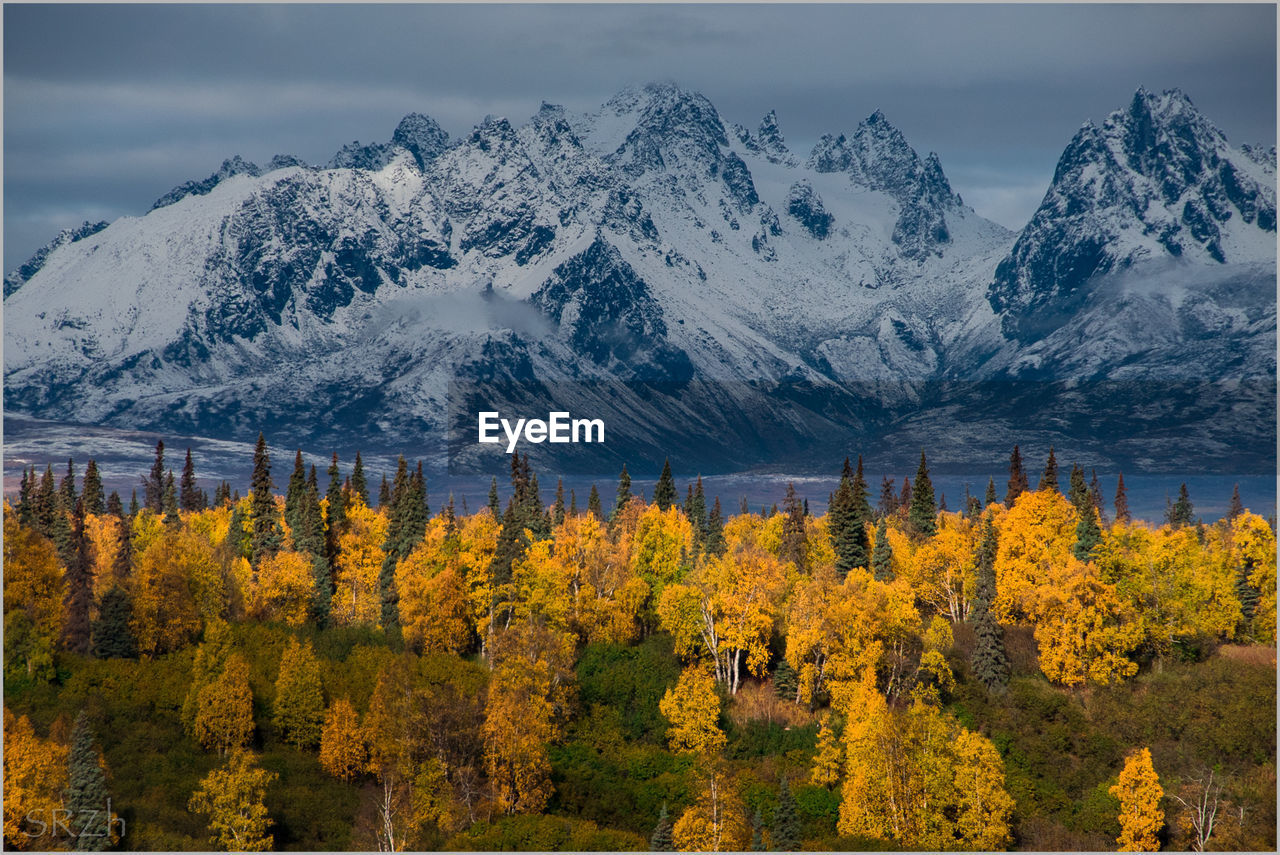 Autumn trees on field by snow covered mountains against sky