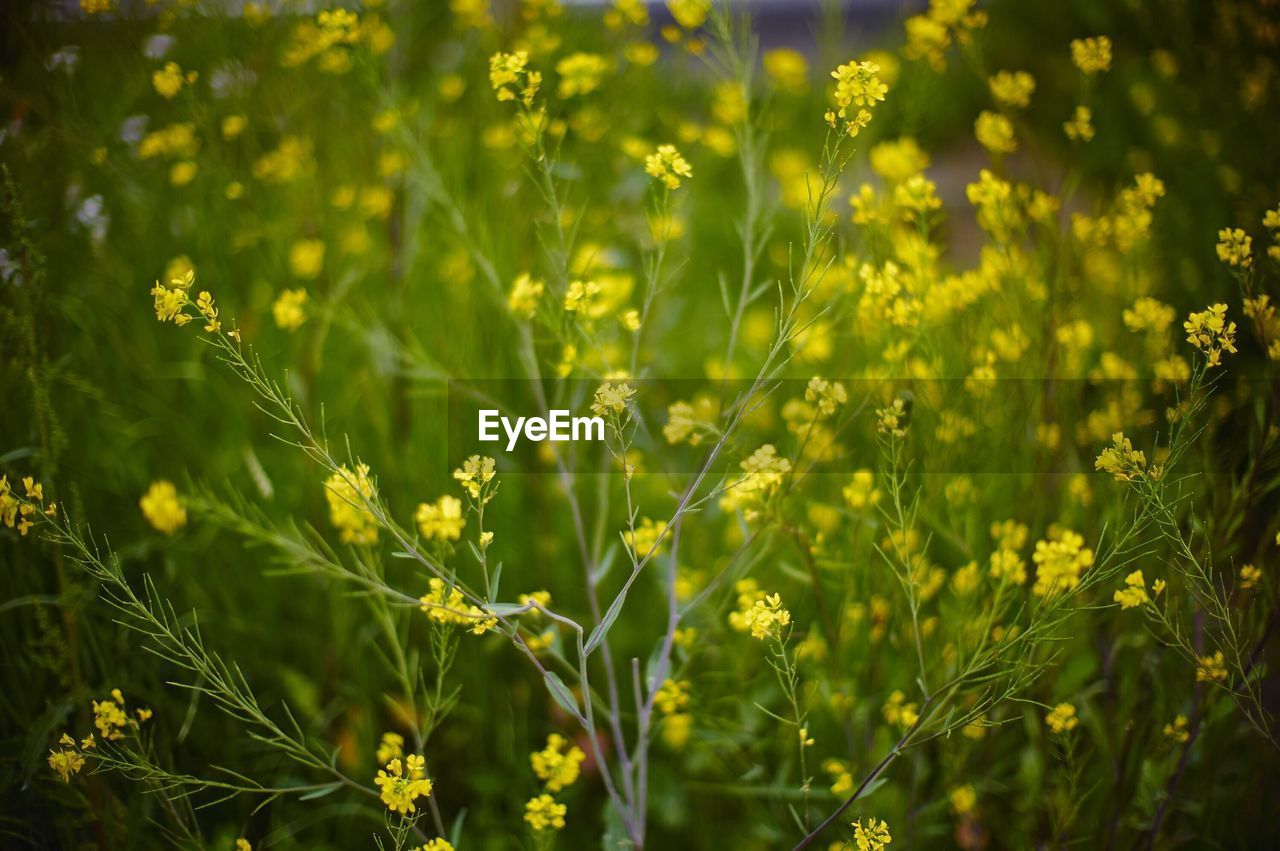 Close-up of yellow flowers against blurred background