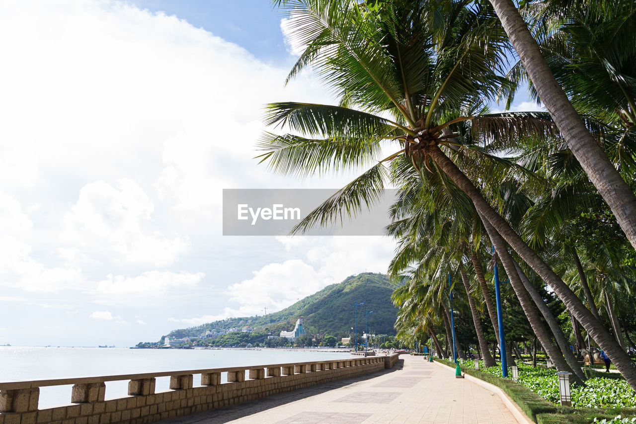 Palm trees by sea against sky