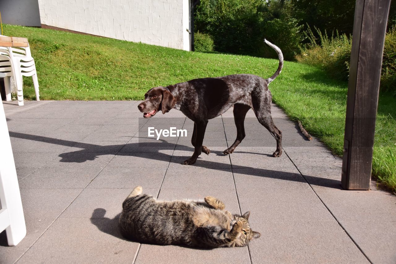 Dog and cat on grass