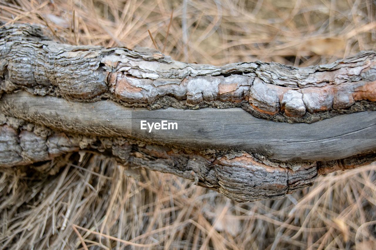 close-up of tree stump