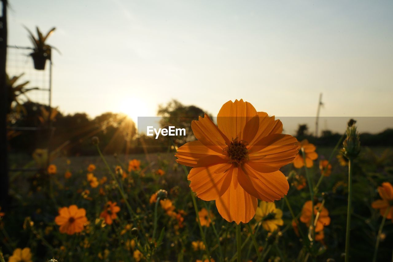 Close-up of yellow flowering plant on field against sky