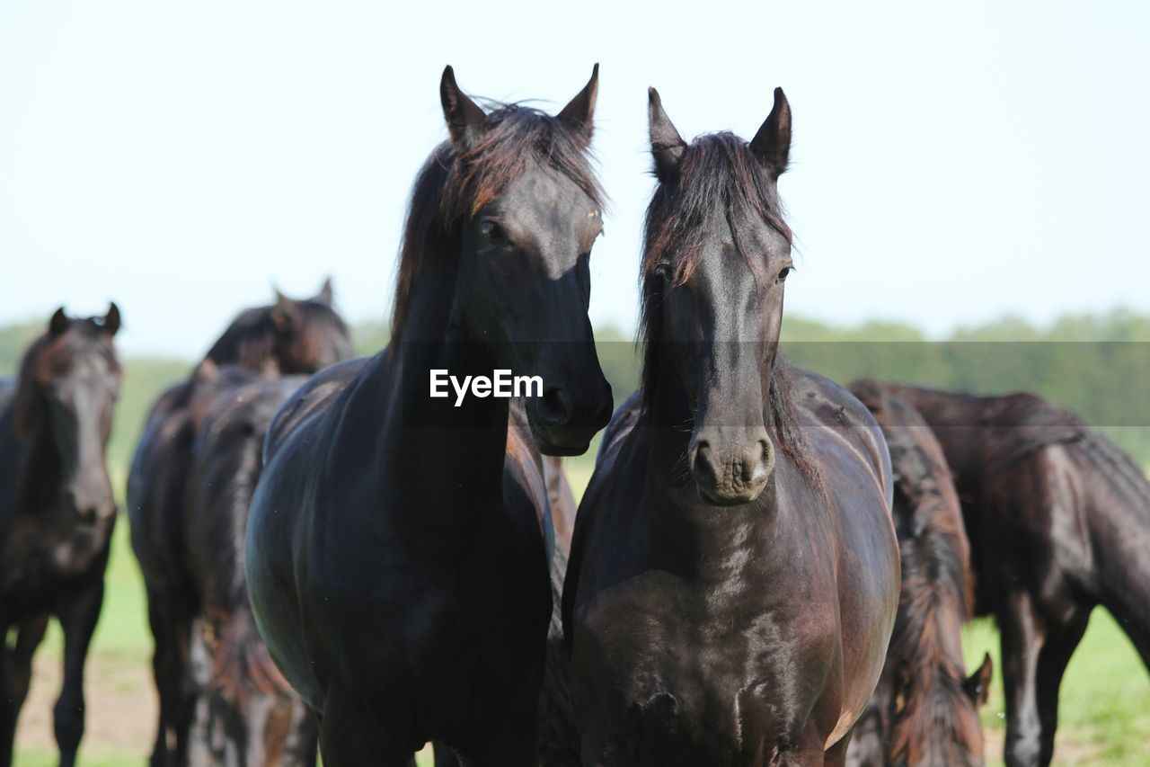 HORSES STANDING IN RANCH