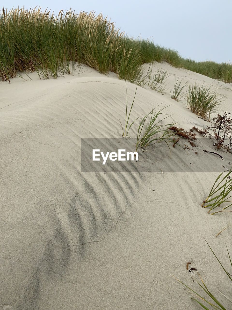 plant, nature, land, green, sand, no people, tree, grass, day, beauty in nature, growth, palm tree, beach, outdoors, leaf, sand dune, close-up, tranquility, sky