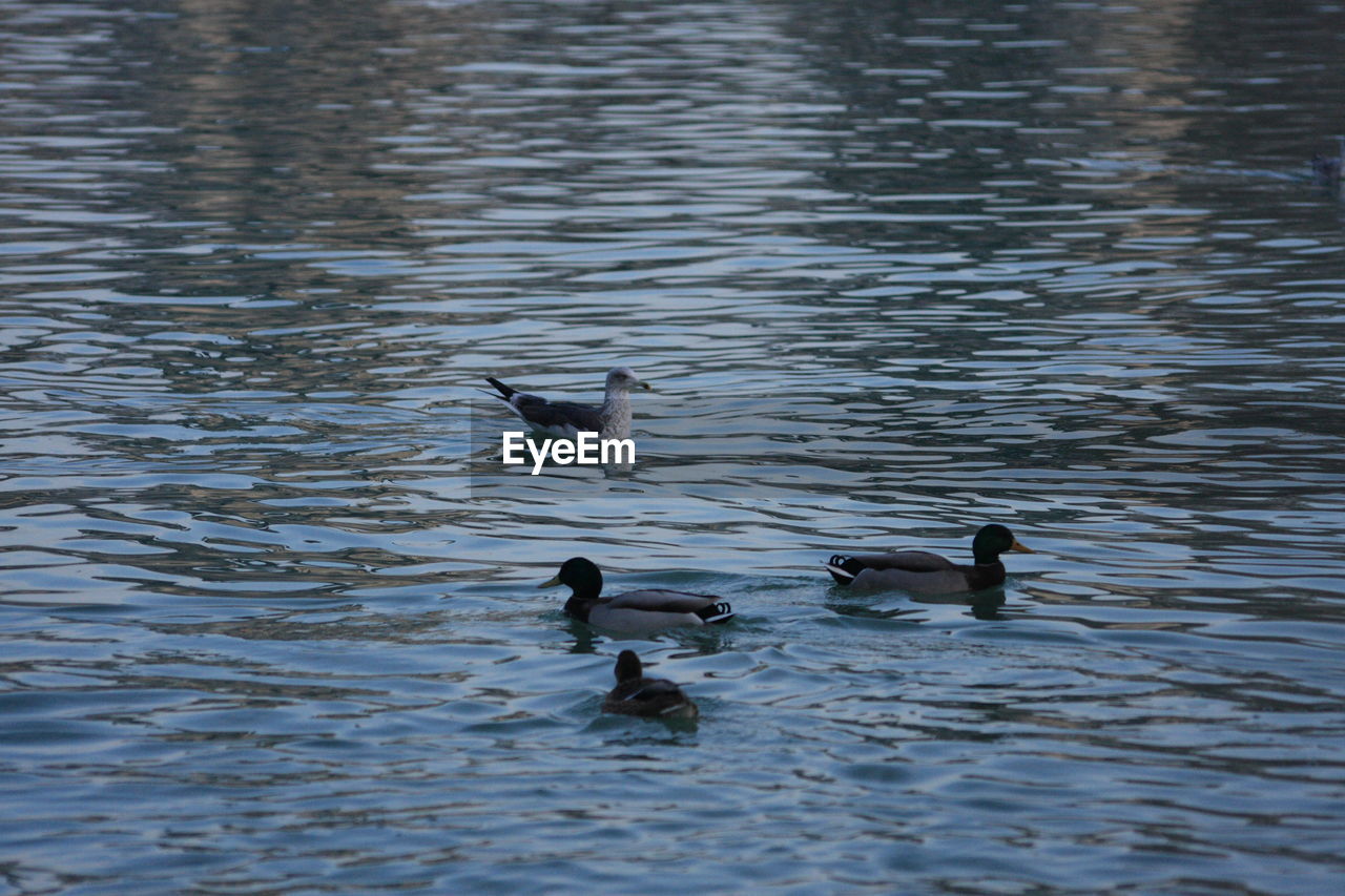 DUCKS IN LAKE