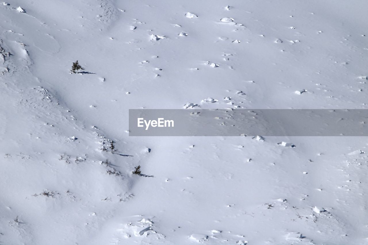 BIRDS FLYING OVER SNOW COVERED LANDSCAPE