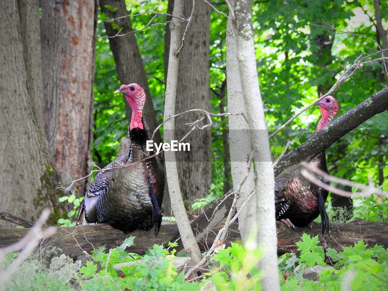 Turkeys  in a forest