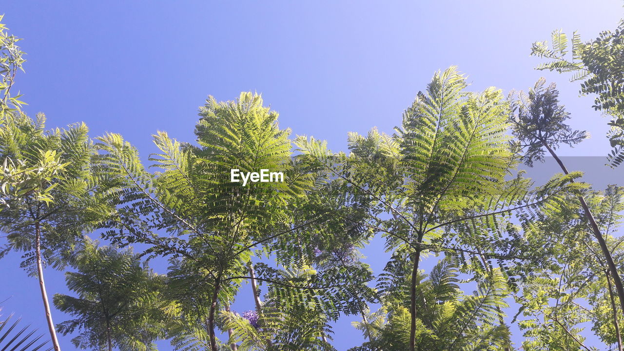 LOW ANGLE VIEW OF TREE AGAINST SKY