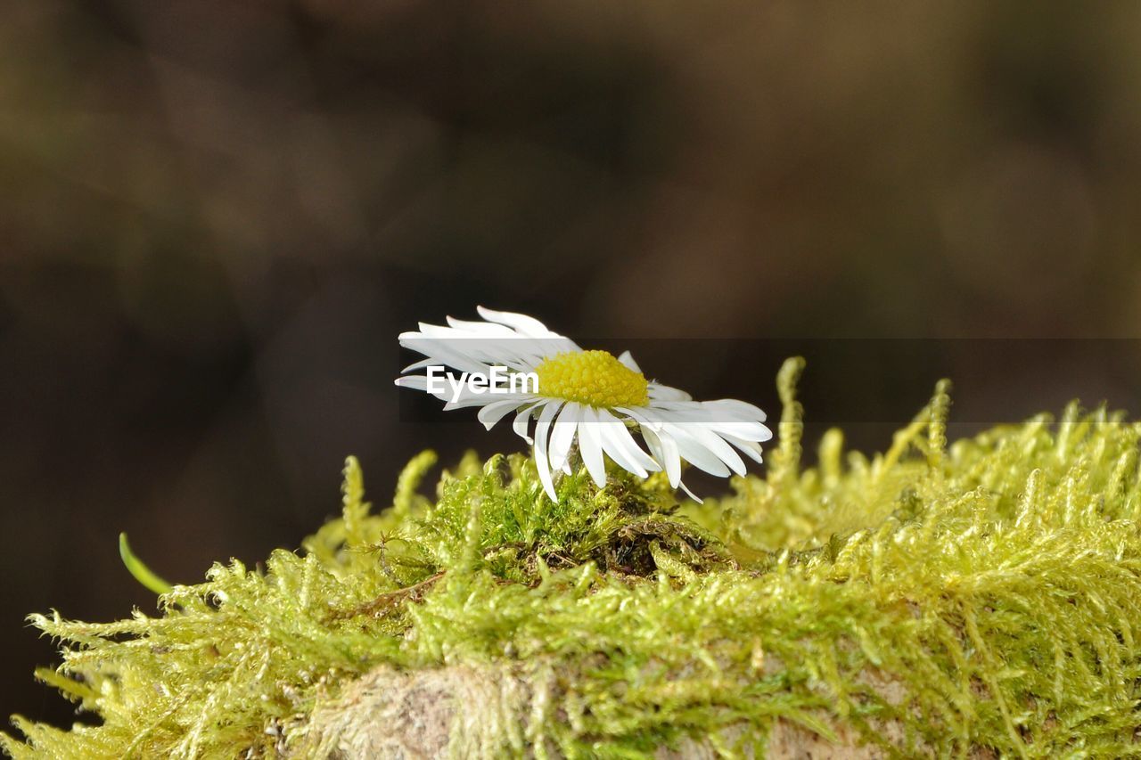 WHITE FLOWERS BLOOMING OUTDOORS