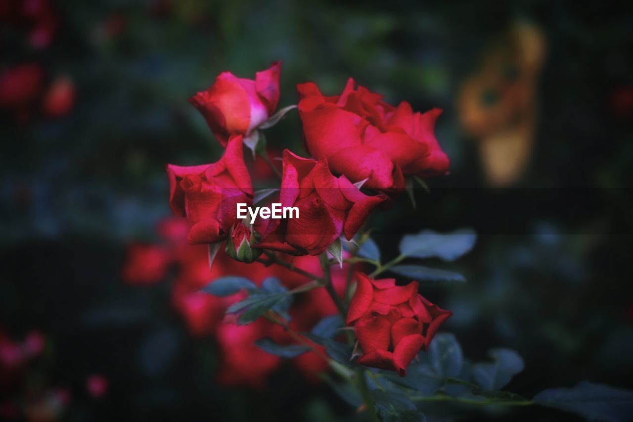 Close-up of red bougainvillea plant