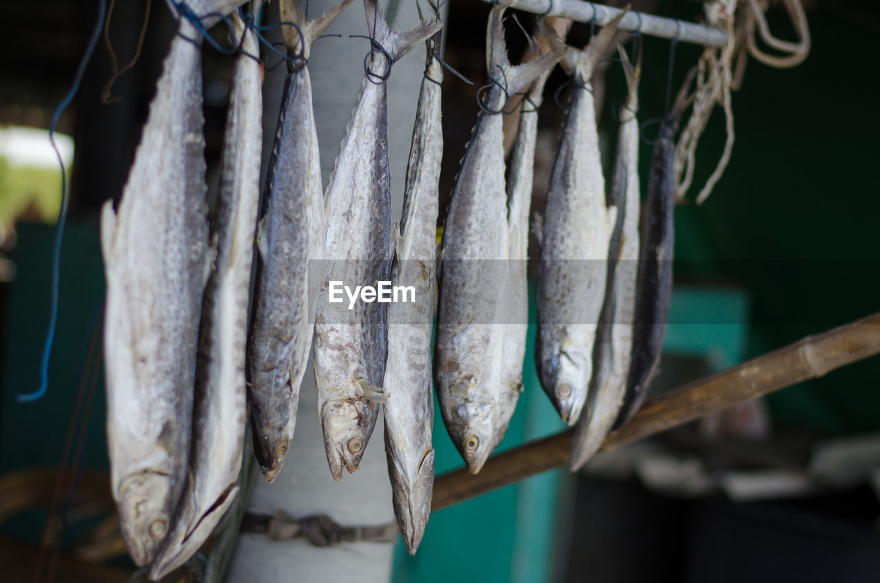 Close-up of dried fish hanging at market for sale