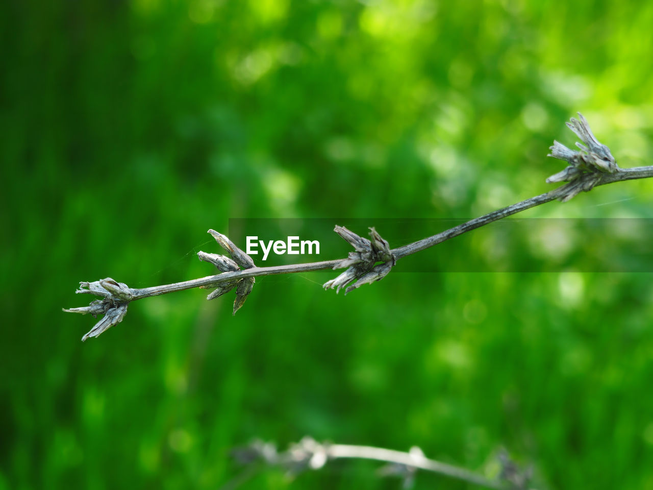 CLOSE-UP VIEW OF GRASS