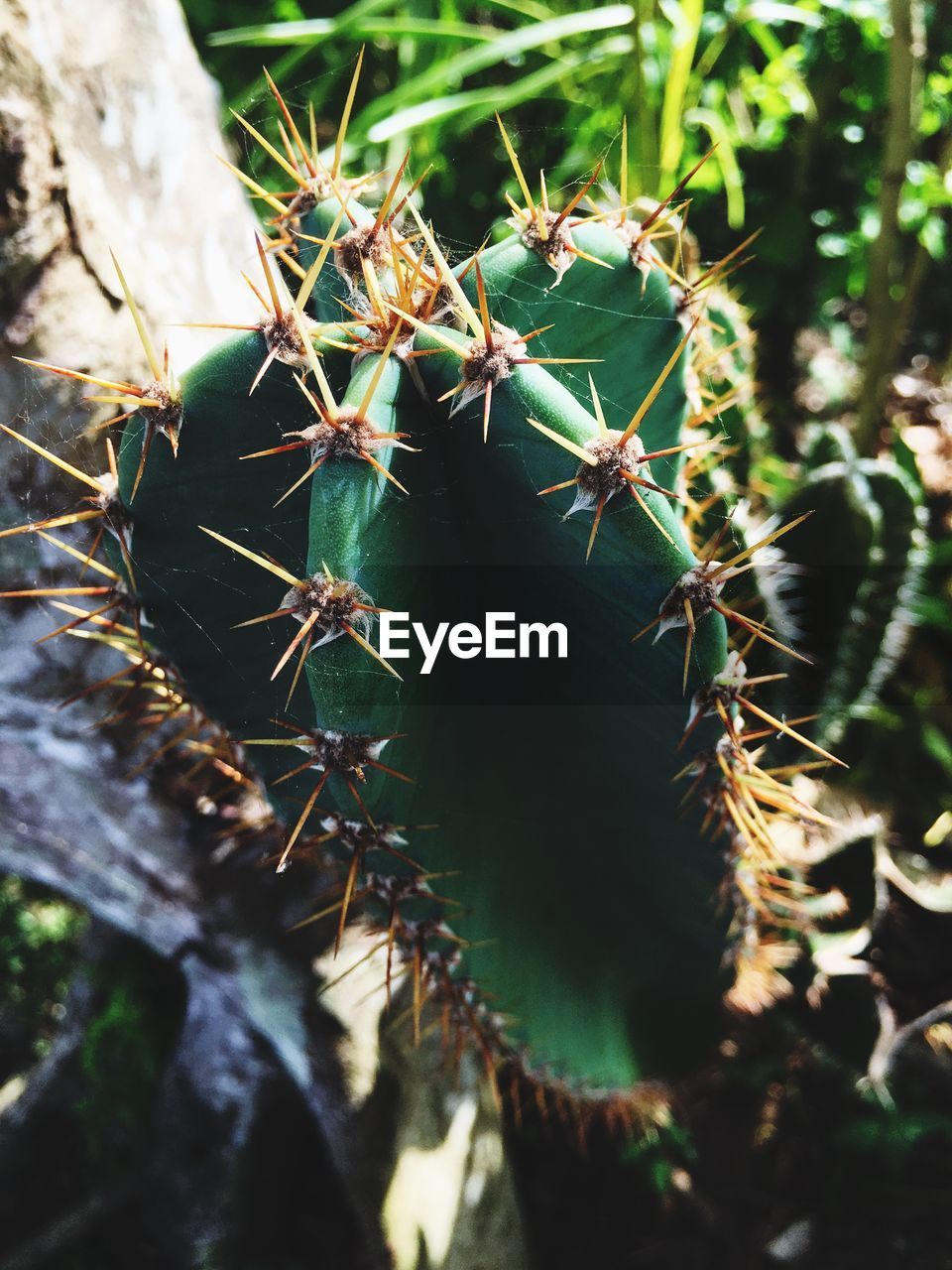 CLOSE-UP OF CACTUS ON PLANT